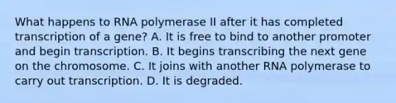 What happens to RNA polymerase II after it has completed transcription of a gene? A. It is free to bind to another promoter and begin transcription. B. It begins transcribing the next gene on the chromosome. C. It joins with another RNA polymerase to carry out transcription. D. It is degraded.