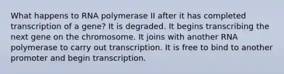 What happens to RNA polymerase II after it has completed transcription of a gene? It is degraded. It begins transcribing the next gene on the chromosome. It joins with another RNA polymerase to carry out transcription. It is free to bind to another promoter and begin transcription.