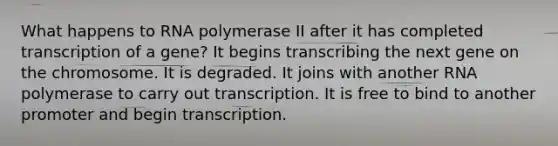 What happens to RNA polymerase II after it has completed transcription of a gene? It begins transcribing the next gene on the chromosome. It is degraded. It joins with another RNA polymerase to carry out transcription. It is free to bind to another promoter and begin transcription.