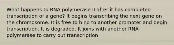 What happens to RNA polymerase II after it has completed transcription of a gene? It begins transcribing the next gene on the chromosome. It is free to bind to another promoter and begin transcription. It is degraded. It joins with another RNA polymerase to carry out transcription