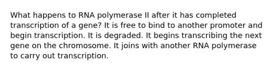 What happens to RNA polymerase II after it has completed transcription of a gene? It is free to bind to another promoter and begin transcription. It is degraded. It begins transcribing the next gene on the chromosome. It joins with another RNA polymerase to carry out transcription.