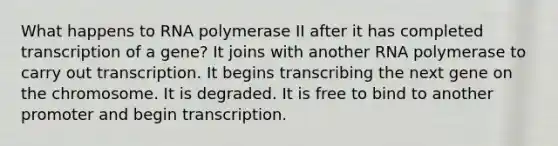 What happens to RNA polymerase II after it has completed transcription of a gene? It joins with another RNA polymerase to carry out transcription. It begins transcribing the next gene on the chromosome. It is degraded. It is free to bind to another promoter and begin transcription.