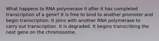 What happens to RNA polymerase II after it has completed transcription of a gene? It is free to bind to another promoter and begin transcription. It joins with another RNA polymerase to carry out transcription. It is degraded. It begins transcribing the next gene on the chromosome.