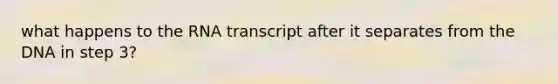 what happens to the RNA transcript after it separates from the DNA in step 3?