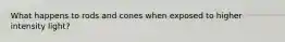 What happens to rods and cones when exposed to higher intensity light?