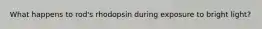What happens to rod's rhodopsin during exposure to bright light?