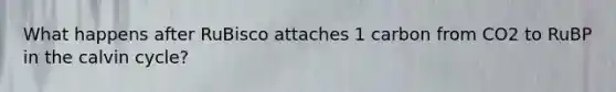 What happens after RuBisco attaches 1 carbon from CO2 to RuBP in the calvin cycle?