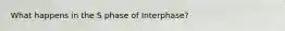 What happens in the S phase of Interphase?