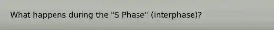 What happens during the "S Phase" (interphase)?