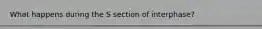 What happens during the S section of interphase?