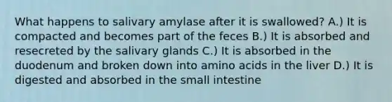 What happens to salivary amylase after it is swallowed? A.) It is compacted and becomes part of the feces B.) It is absorbed and resecreted by the salivary glands C.) It is absorbed in the duodenum and broken down into amino acids in the liver D.) It is digested and absorbed in the small intestine