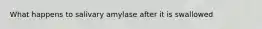 What happens to salivary amylase after it is swallowed