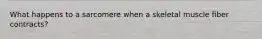 What happens to a sarcomere when a skeletal muscle fiber contracts?