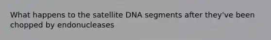 What happens to the satellite DNA segments after they've been chopped by endonucleases