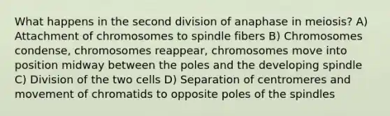 What happens in the second division of anaphase in meiosis? A) Attachment of chromosomes to spindle fibers B) Chromosomes condense, chromosomes reappear, chromosomes move into position midway between the poles and the developing spindle C) Division of the two cells D) Separation of centromeres and movement of chromatids to opposite poles of the spindles