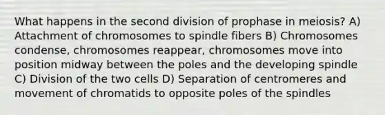 What happens in the second division of prophase in meiosis? A) Attachment of chromosomes to spindle fibers B) Chromosomes condense, chromosomes reappear, chromosomes move into position midway between the poles and the developing spindle C) Division of the two cells D) Separation of centromeres and movement of chromatids to opposite poles of the spindles