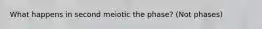 What happens in second meiotic the phase? (Not phases)
