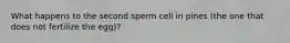 What happens to the second sperm cell in pines (the one that does not fertilize the egg)?