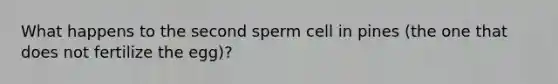 What happens to the second sperm cell in pines (the one that does not fertilize the egg)?