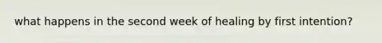 what happens in the second week of healing by first intention?