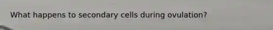 What happens to secondary cells during ovulation?