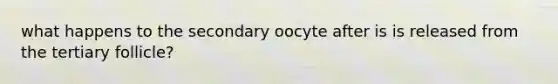 what happens to the secondary oocyte after is is released from the tertiary follicle?