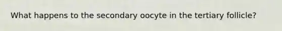 What happens to the secondary oocyte in the tertiary follicle?