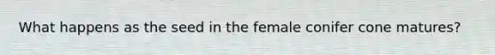 What happens as the seed in the female conifer cone matures?
