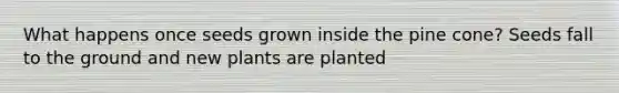 What happens once seeds grown inside the pine cone? Seeds fall to the ground and new plants are planted