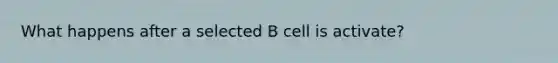 What happens after a selected B cell is activate?