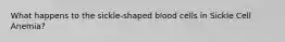 What happens to the sickle-shaped blood cells in Sickle Cell Anemia?