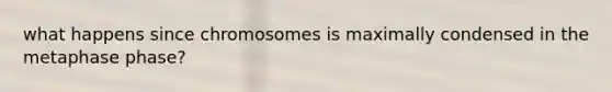 what happens since chromosomes is maximally condensed in the metaphase phase?