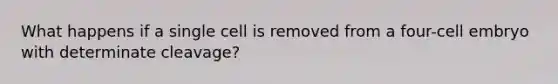 What happens if a single cell is removed from a four-cell embryo with determinate cleavage?