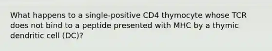 What happens to a single-positive CD4 thymocyte whose TCR does not bind to a peptide presented with MHC by a thymic dendritic cell (DC)?