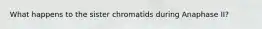 What happens to the sister chromatids during Anaphase II?