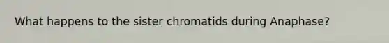 What happens to the sister chromatids during Anaphase?