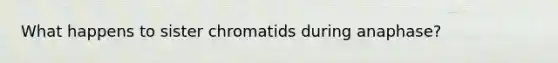 What happens to sister chromatids during anaphase?