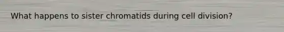 What happens to sister chromatids during cell division?