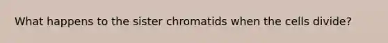 What happens to the sister chromatids when the cells divide?