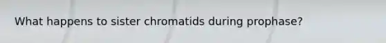 What happens to sister chromatids during prophase?