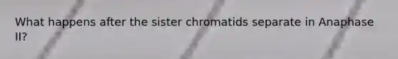 What happens after the sister chromatids separate in Anaphase II?