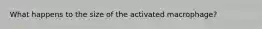 What happens to the size of the activated macrophage?