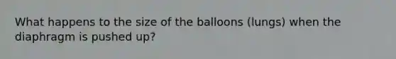 What happens to the size of the balloons (lungs) when the diaphragm is pushed up?