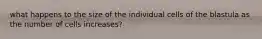 what happens to the size of the individual cells of the blastula as the number of cells increases?