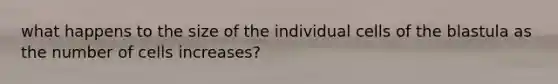 what happens to the size of the individual cells of the blastula as the number of cells increases?