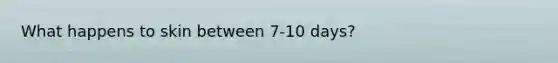 What happens to skin between 7-10 days?