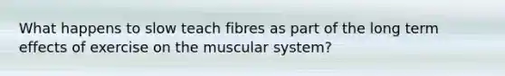 What happens to slow teach fibres as part of the long term effects of exercise on the muscular system?