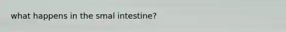 what happens in the smal intestine?