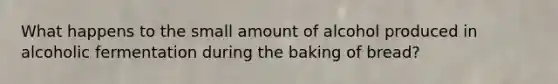 What happens to the small amount of alcohol produced in alcoholic fermentation during the baking of bread?