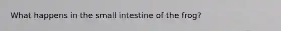 What happens in the small intestine of the frog?